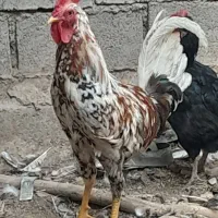خروس زیبا گلین
