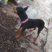 سگ دوبرمن|سگ|کشکوئیه, |دیوار