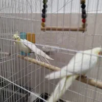 عروس هلندی مولد خانگی تضمینی