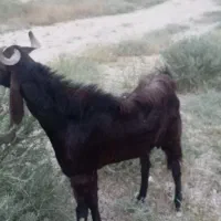 پازن 2سالع بالغ سالم سر حال مخصوص داشت گله