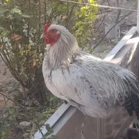 خروس برهما|حیوانات مزرعه|مشهد, باغ فراگرد|دیوار