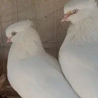 اراکی و زاغ آبادانی