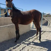 فروش دوعدد کره اسب|اسب و تجهیزات اسب‌سواری|بروجن, |دیوار