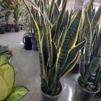 گل سانوریا شمشیری