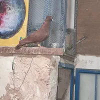 سرخ کاکلی بینظیر|پرنده|اقبالیه, |دیوار