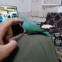 کوتوله شیطون باهوش دستی|پرنده|قم, تولید دارو و یخچال|دیوار