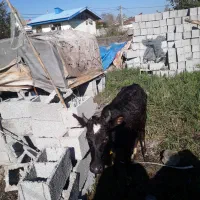 لیشه چالوسی اصیل   گاو ورزا|حیوانات مزرعه|رشت, حومه رشت|دیوار