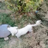 سگ  پا کوتاه|سگ|داراب, |دیوار