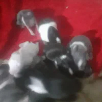 خرگوش دورگ|موش و خرگوش|خرمشهر, |دیوار