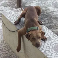 پیتبول (فقط کشش)|سگ|ماسال, |دیوار