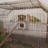 ۳ تا طوطی برزیلی مولد|پرنده|قیدار, |دیوار