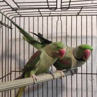 شاه طوطی جفت