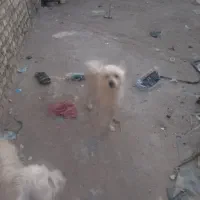 پامر روباهی|سگ|یزد, |دیوار