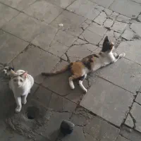 ۴عدد گربه dsh واگذاری فوری