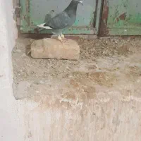 کفتر|پرنده|باخزر, |دیوار