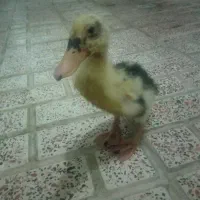 جوجه اردک