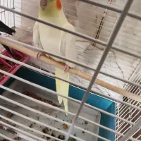 عروس هلندی مولد|پرنده|خمینی‌شهر, |دیوار