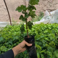 نهال شمارا خریدارم