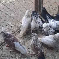 20 تا کبوتر|پرنده|ارومیه, |دیوار