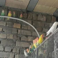 طوطی کوتوله رو تخم|پرنده|بم, |دیوار