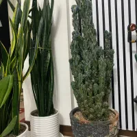 کاکتوس صخره ای بزرگ