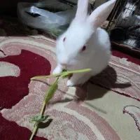 بچه خرگوش