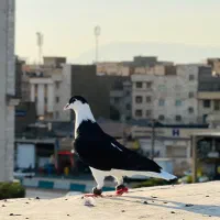 کفتر افغان و طوقی|پرنده|تهران, نعمتآباد|دیوار