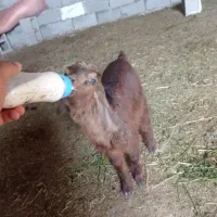 بزغاله شیری