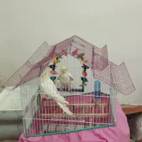 یک جفت عروس هلندی