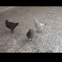 سیزده عدد جوجه فرز