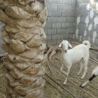 گیسه چاق|حیوانات مزرعه|میناب, |دیوار