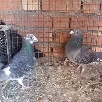 دوتا پلاکی نر