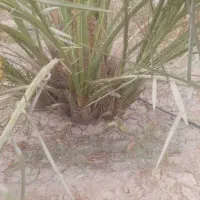 فروش پاجوش نخل گنتار
