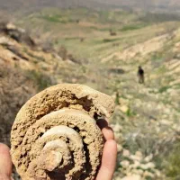دو عدد فسیل بزرگ
