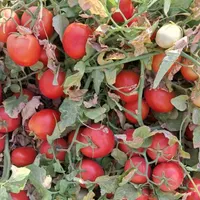 کود گاوی