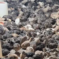 کود بلدرچین