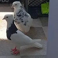 گمشده
