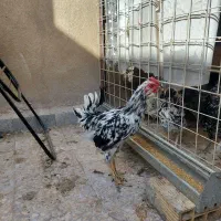 تخم نطفه دار گلین