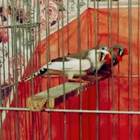 فنچ|پرنده|سبزوار, شرق کال میانی|دیوار