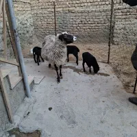 رومانوف فرانسوی درجه یک