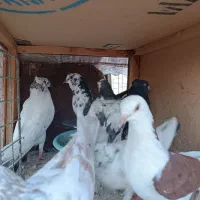 تکی ۱۰۰ ، جفتی ۱۵۰|پرنده|کرج, استاندارد|دیوار