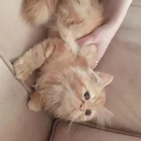 فروش گربه|گربه|گنبد کاووس, |دیوار