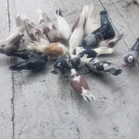 کبوتر|پرنده|ری, سیزده آبان|دیوار