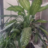 فروش گل دیفن باخیا