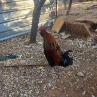 خروس محلی اصل درشت و جوجه خروس محلی