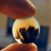 نگین  شجر  عقیق   انگشتر|جواهرات|شیراز, ریاستی|دیوار