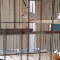 فنچ مصری سیلور و زبرا|پرنده|بوشهر, |دیوار