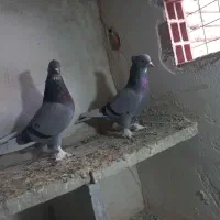 شازده سبز|پرنده|اردبیل, |دیوار