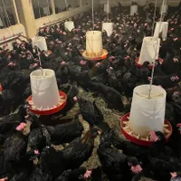فروش مرغ و خروس جهادی رنگ مشکی ۲ کیلویی جوجه بومی