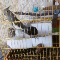 عروس هلندی|پرنده|مرند, |دیوار